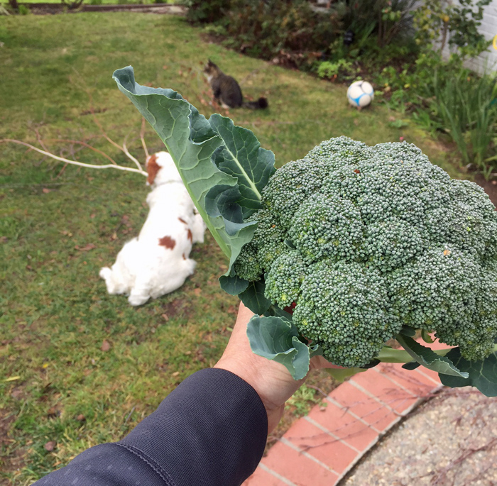 Broccoli harvest at The Crafty Quilter House