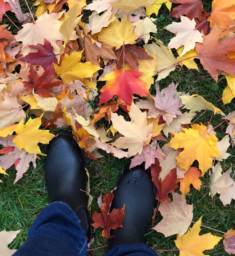 Fall leaves in Washington.