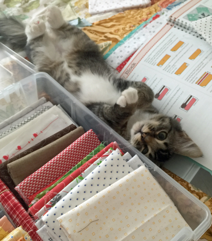 Kitty in the quilt room at The Crafty Quilter